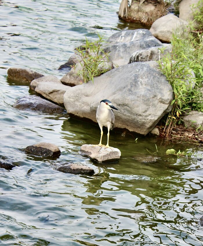 In A Lake In La Molina, Lima, Peru