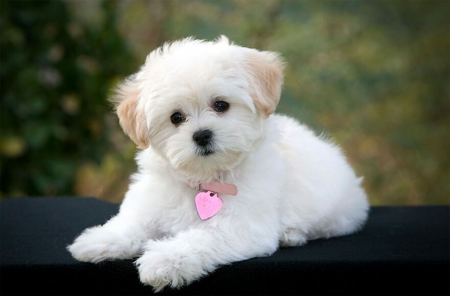 Top 10 Cutest Dog Breeds