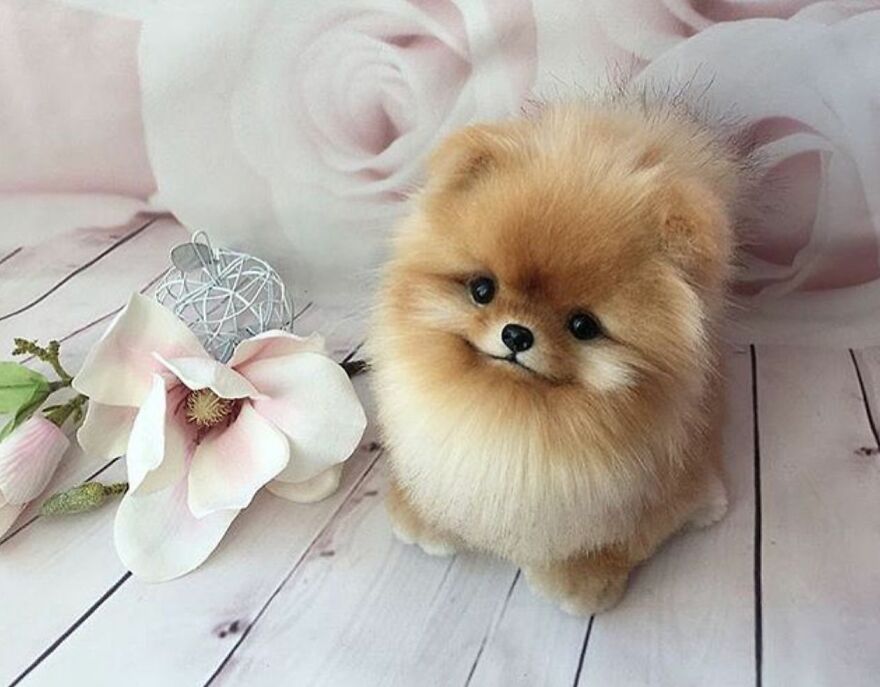 Top 10 Cutest Dog Breeds