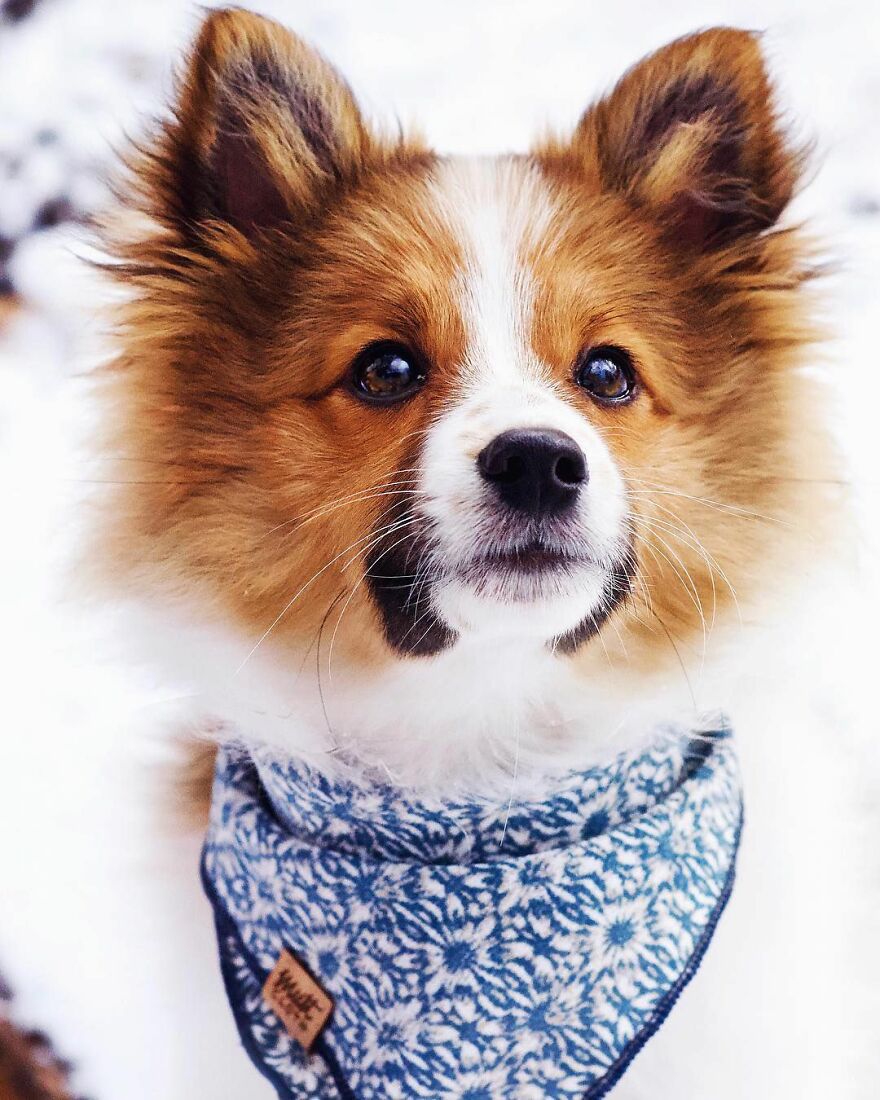 Top 10 Cutest Dog Breeds