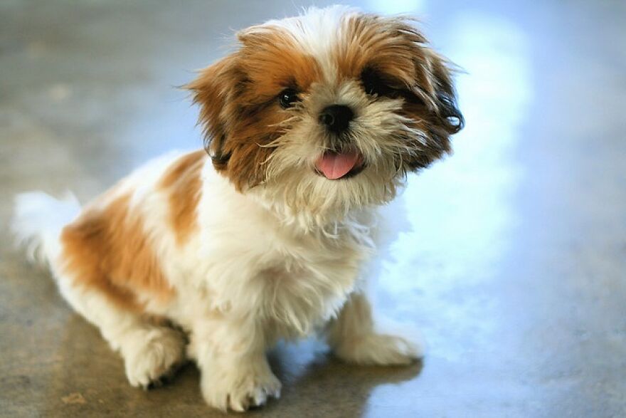 Top 10 Cutest Dog Breeds