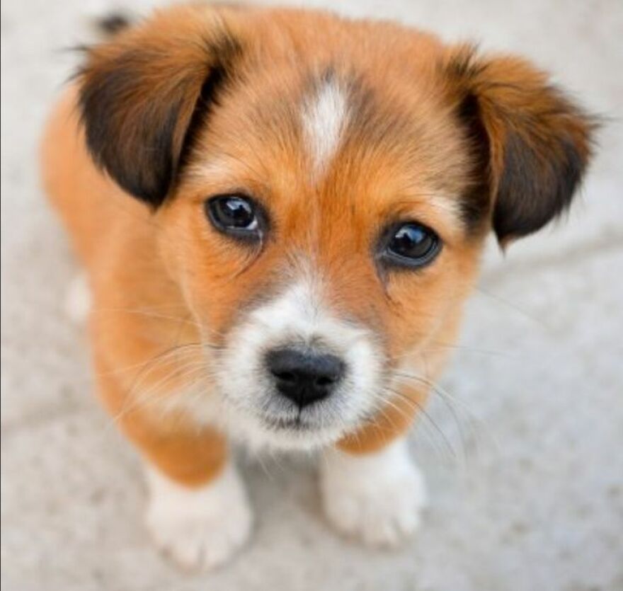 Top 10 Cutest Dog Breeds