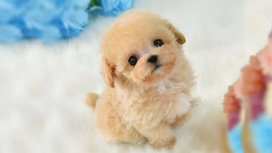 Top 10 Cutest Dog Breeds