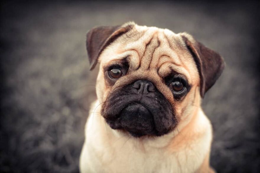 Top 10 Cutest Dog Breeds