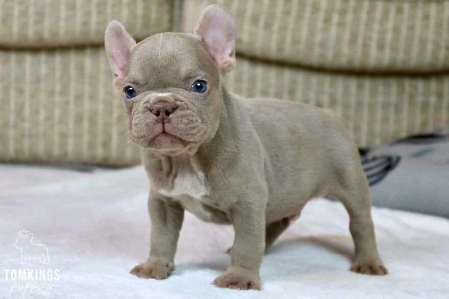 Top 10 Cutest Dog Breeds