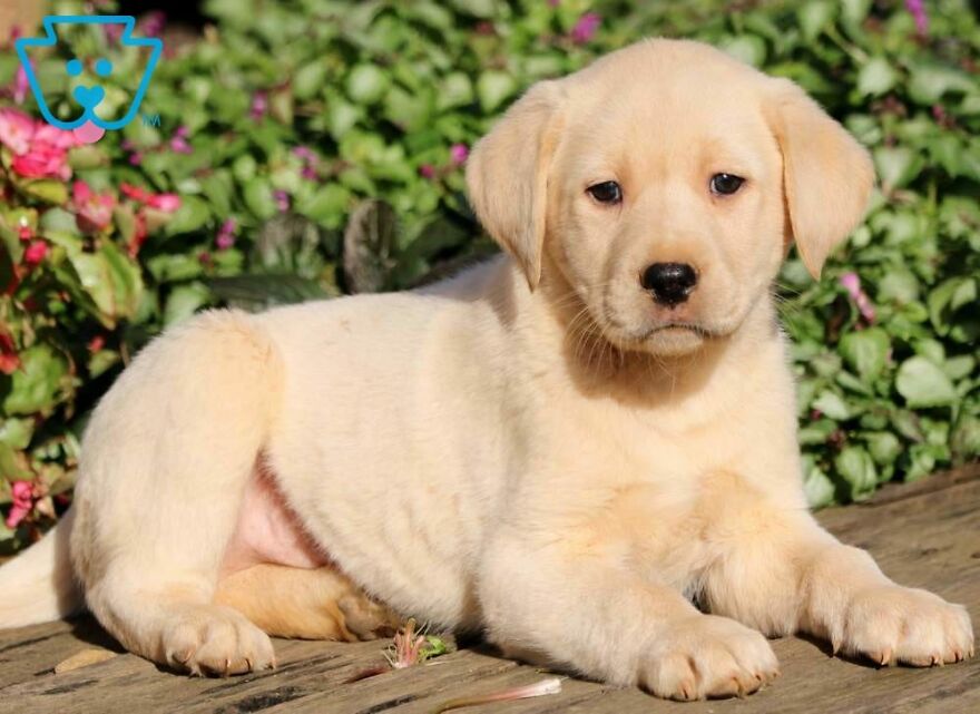 Top 10 Cutest Dog Breeds