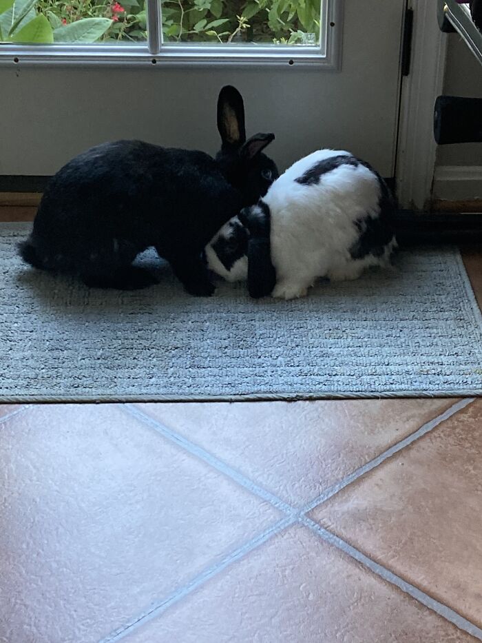 Percabeth Forever’s Bunnies