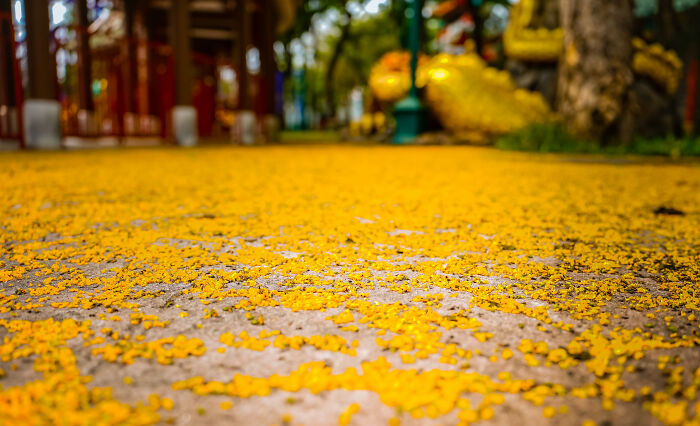 Summer In Vietnam Is Like Autumn In Korea (5 Pics)