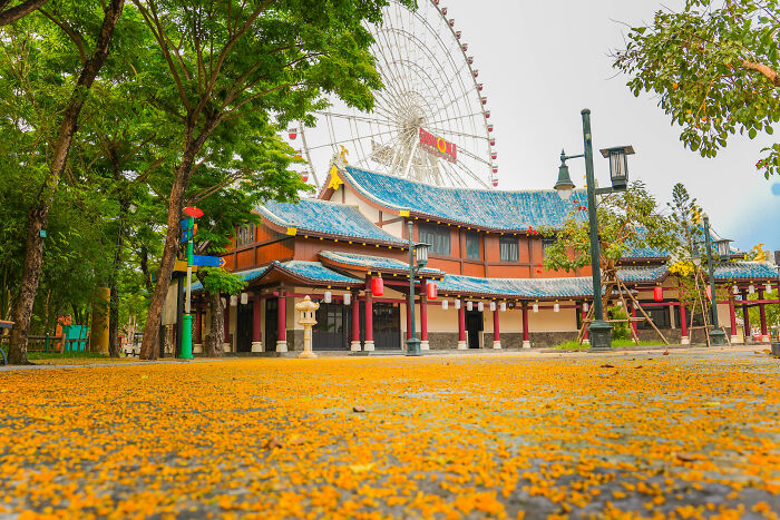 Summer In Vietnam Is Like Autumn In Korea (5 Pics)