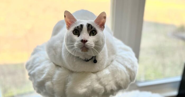 This Cat’s Expressions Get Exaggerated By His Unique Markings That Look Like Eyebrows