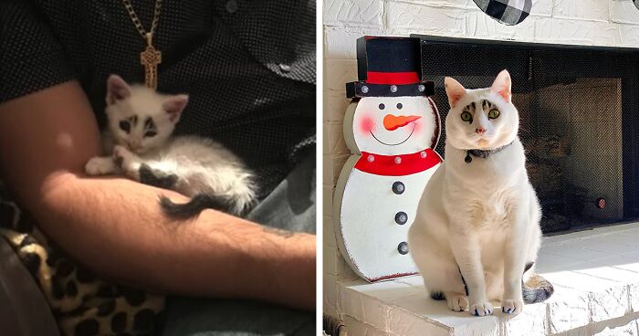 This Cat’s Expressions Get Exaggerated By His Unique Markings That Look Like Eyebrows