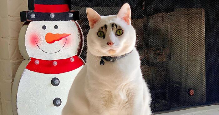 This Cat’s Expressions Get Exaggerated By His Unique Markings That Look Like Eyebrows