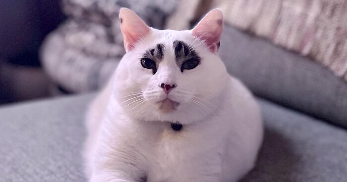 This Cat’s Expressions Get Exaggerated By His Unique Markings That Look Like Eyebrows