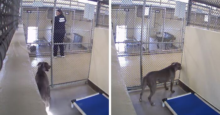 Viral Video Of This Dog Waiting Patiently To Be Adopted Ends Up Securing Both Her And Other Pups Homes