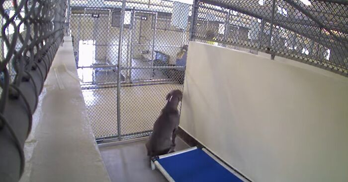 Shelter Staff Decided To Document A Sad Timelapse Video Of A Dog Waiting For A New Family, That Led To Quite A Few Dogs Finding Homes