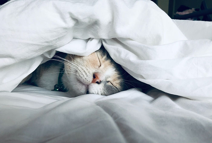 Cat sleeping in the bed