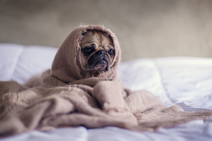 Pug lying in the bed covered with blanket