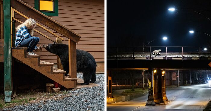 The Project “Cities Gone Wild” By Corey Arnold Depicts Wild Animals Thriving In Residential Neighborhoods (27 Pics)