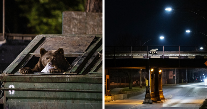 This Photographer From Canada Took 27 Photos Depicting Wild Animals Thriving In Residential Neighborhoods