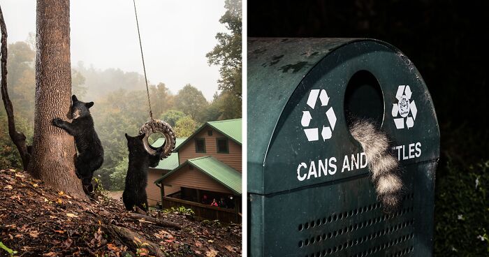 27 Photos Depicting Wild Animals Thriving In Residential Neighborhoods By Corey Arnold