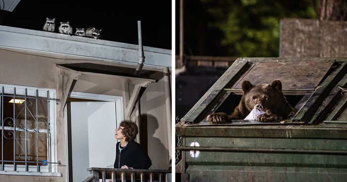 Corey Arnold Photographed Wild Animals Strolling Through Residential Neighborhoods In Canada (27 Pics)