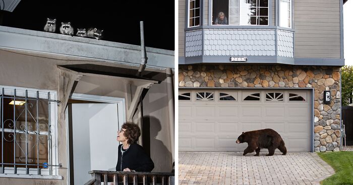 “Cities Gone Wild”: A Photo Series By Canadian Photographer Shows Wild Animals Strolling Through Residential Neighborhoods In Canada (27 Pics)