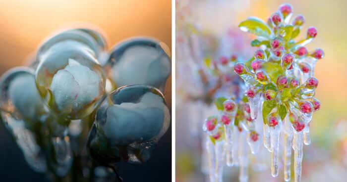 Since It's Spring Already, Here Are Some Close-Up Shots Of Frozen Flowers In The Netherlands (13 Pics)