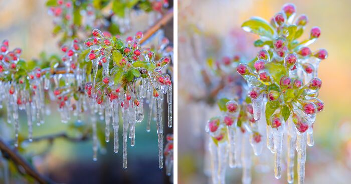 My Photo Series Showing Frozen Flowers On One Sunday Morning In April (13 Pics)