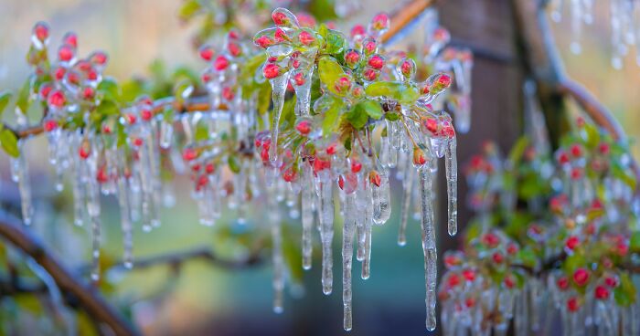 I Took Close-Up Photos Of Frozen Flowers (13 Pics)