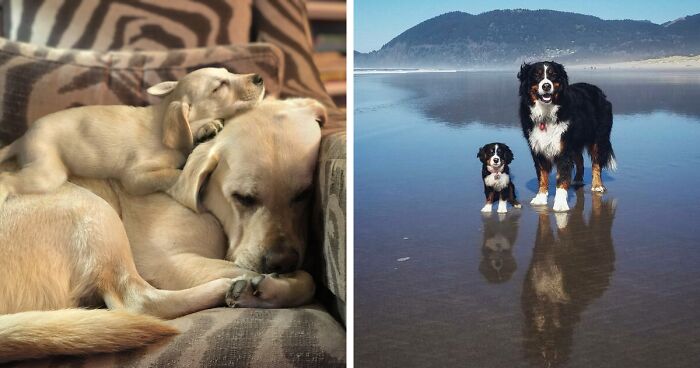 69 Animals Meeting Their Younger Selves In These Combined Images That I Made