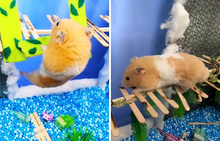 I Made A Bridge Challenge For My Hamster With 8 Levels Of Thrilling Obstacles