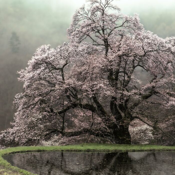 My Take On The Ancient Sakura Of Japan