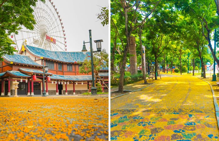 Summer In Vietnam Is Like Autumn In Korea (5 Pics)