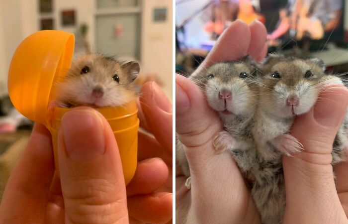 Rodents Can Do Cute Things (20 Pics)