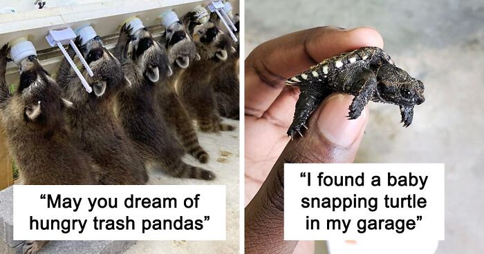 101 Times Baby Animals Were Captured On Camera Being The Cutest Things The World Has Ever Seen (New Pics)