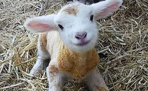 35 Adorables bebés de animales que mejorarán tu día