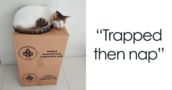 111 Times Kitties Got “Cat Trapped” That Showed Just How Addictive Cardboard Boxes Can Be (New Pics)