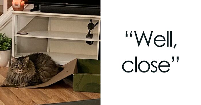 111 Pictures Of Cats “Trapped” In Places That Show Just How Derpy They Can Get (New Pics)