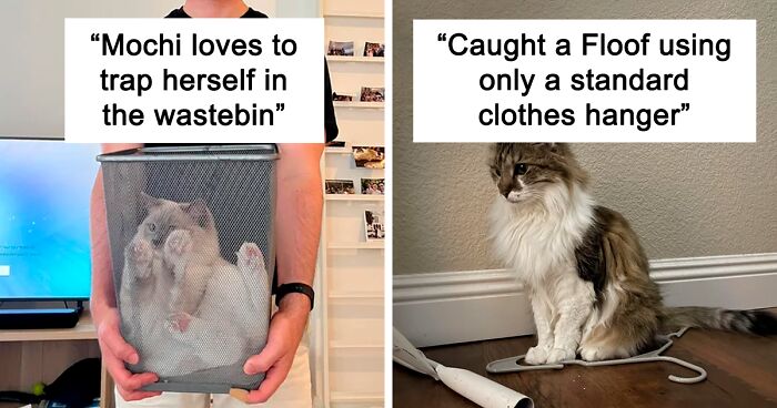 111 Absolutely Adorable Pics Of Kitties Getting “Cat Trapped” By Everyday Household Items (New Pics)