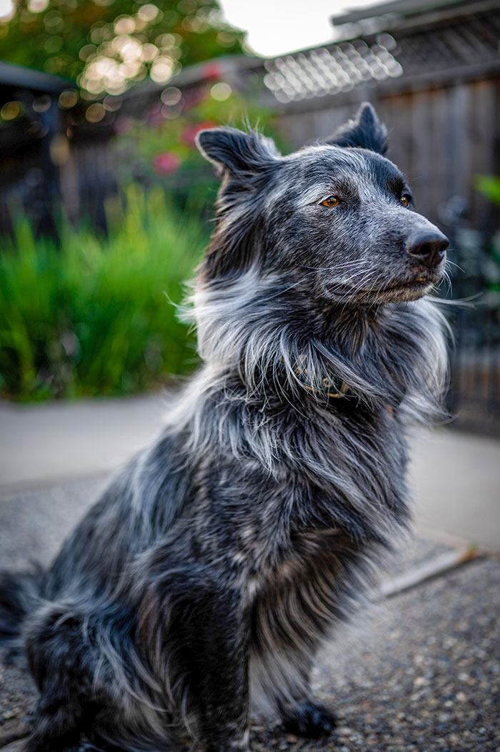 This Guy Is About To Turn 2 So I Figured I’d Give Him The Elegant Shot He Deserved. Beau