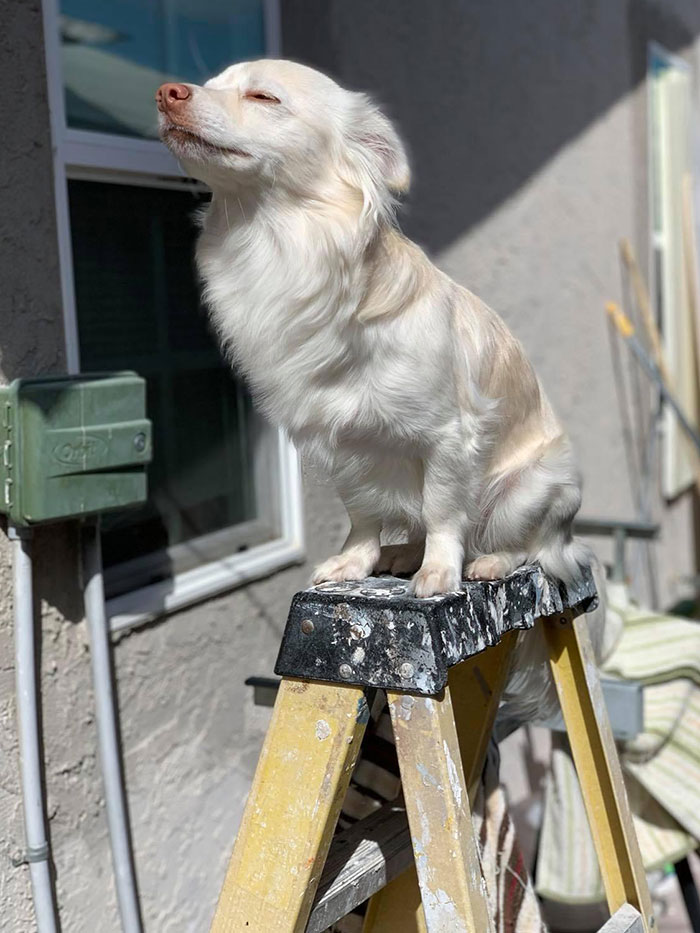 My Boyfriend’s Dad Took A Picture Of Their Pupper And This Was The Result