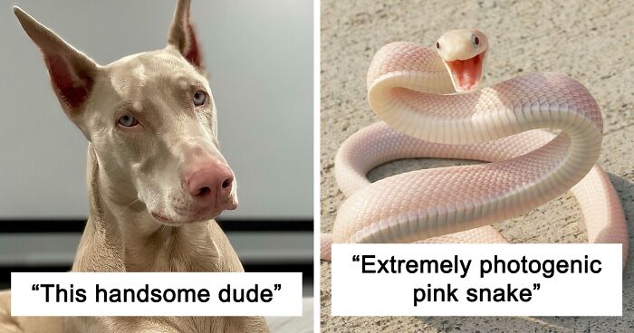 124 Ridiculously Photogenic Animals To Make Your Day (New Pics)