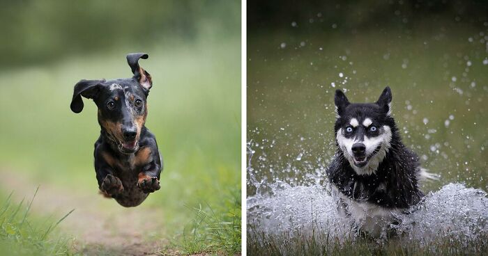 I Captured Dogs On The Run, And The Results Are The Most Adorable Faces Of Joy (30 Pics)