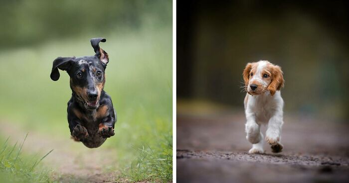 30 Cute Dogs That I Photographed On The Run