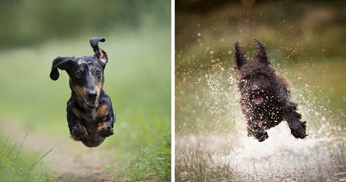 I Captured Dogs In Action, And It Is The Cutest Thing (30 Pics)