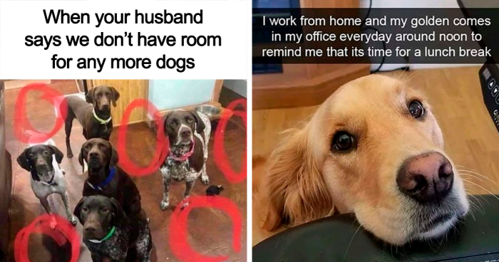 ‘Awkward Animals’: 140 Memes ‘For Animal Lovers Of All Kinds’