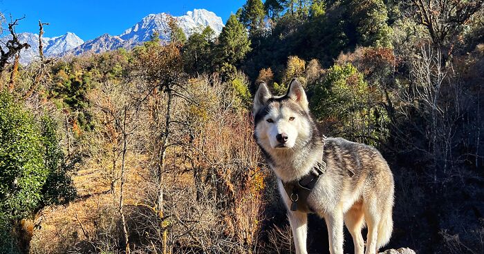 These Are The Highlights Of My One-Week Journey To Tsho Rolpa, Which I Visited Together With My Two Dogs