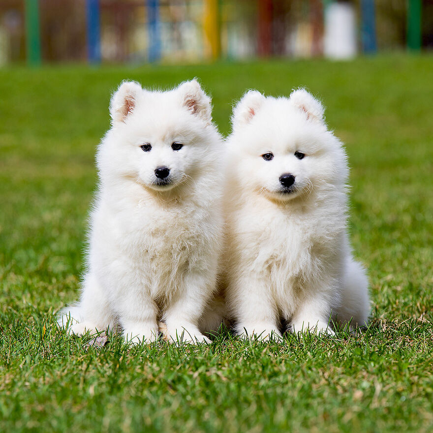 Top 10 Cutest Dog Breeds