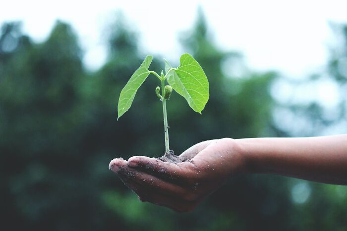 Holding A Small Plant 