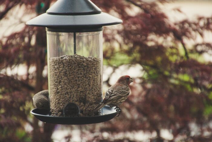 Handmade Bird Feeder 